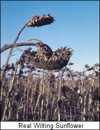 sunflowers