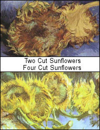 sunflowers